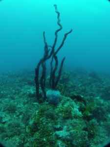 Negril reef 