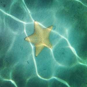 Bocas del Toro starfish