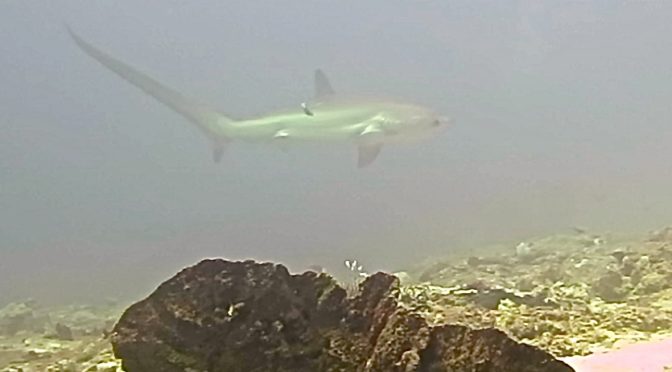 Thresher Sharks in Malapascua #sharkweek