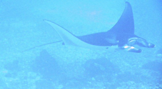 Forget the World Cup: Manta Rays Beat Dragons in Komodo