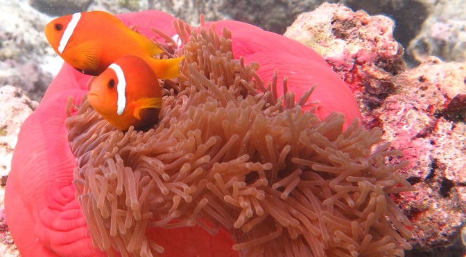 Maldivian Clownfish