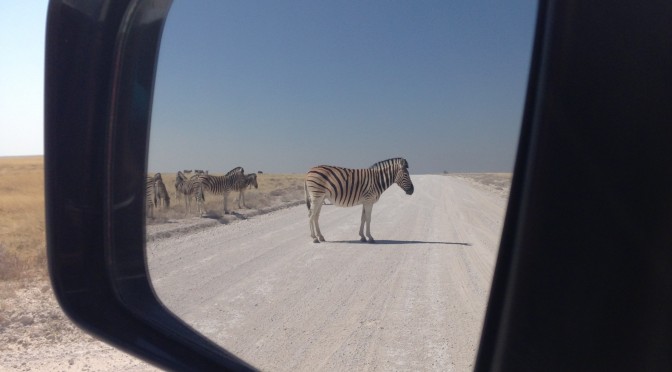 Wildlife Has Right Away in Namibia