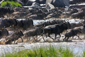 Wildebeests