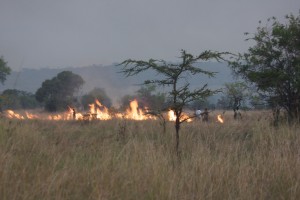 serengeti