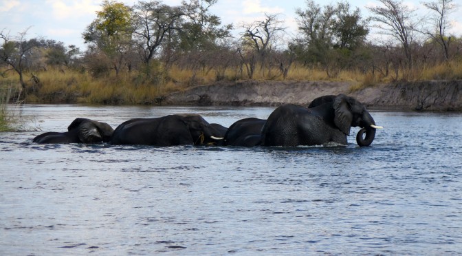 Gone Fishing! Found Elephants! Namibia